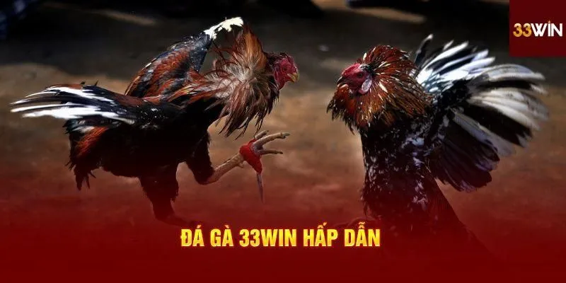 Đá gà 33win đỉnh của chóp