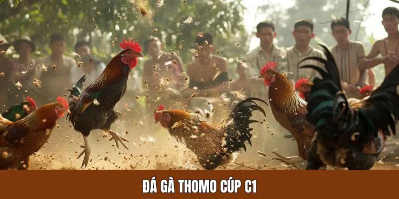 Đá gà Thomo mùa giải cúp C1 rất kịch tính