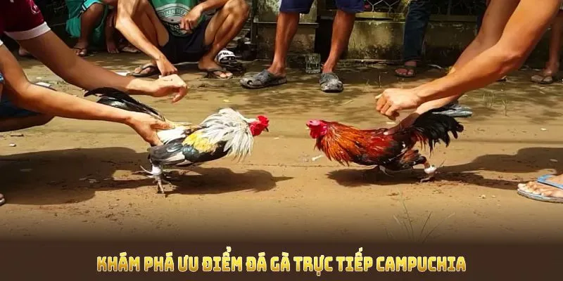 Khám phá ưu điểm đá gà trực tiếp Campuchia mang lại cho người cược