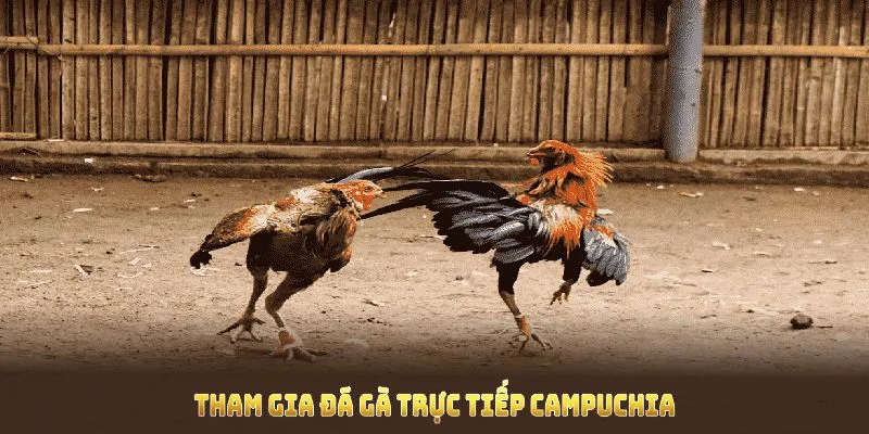 Tìm hiểu tham gia đá gà trực tiếp Campuchia và tăng cơ hội thắng